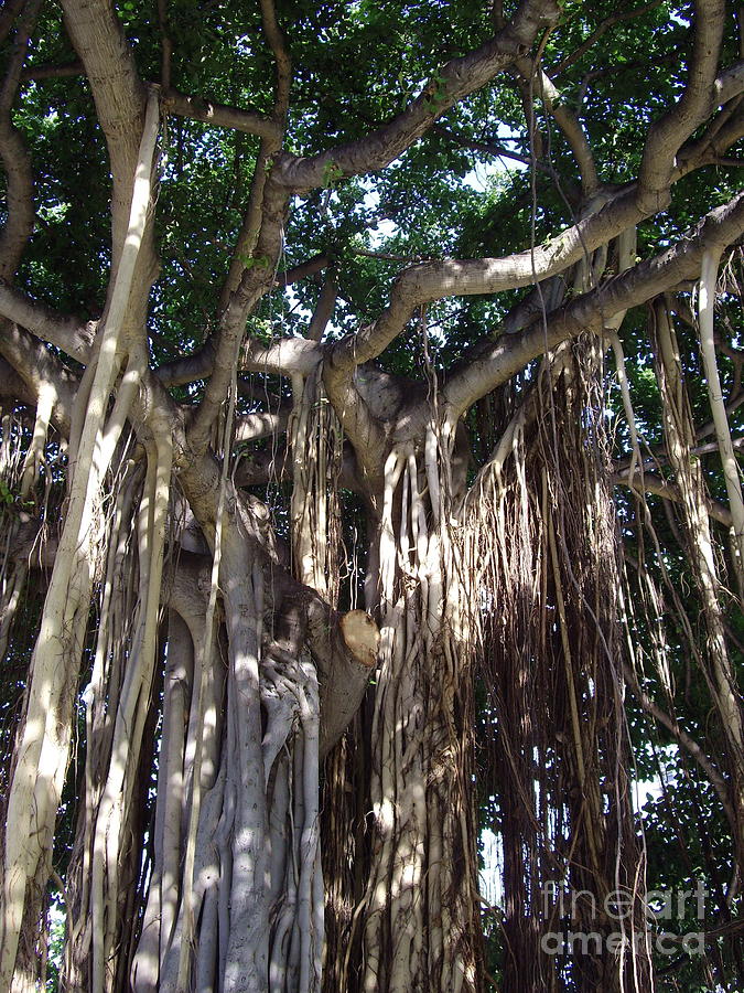 Waikiki Banyon Tree Photograph by Carol Komassa