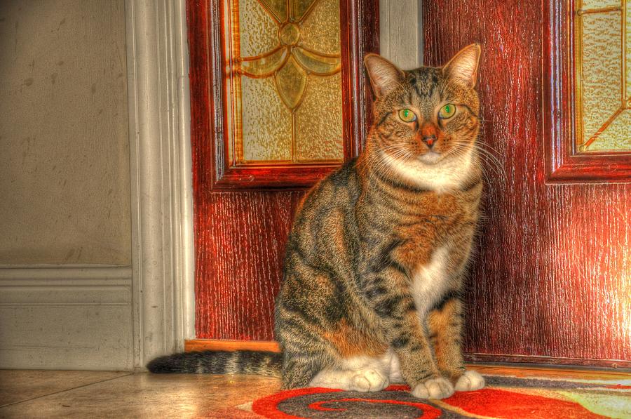 Cat Digital Art - Waiting by Barry R Jones Jr