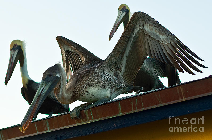 Pelican Photograph - Waiting for Bait by Barbara McMahon