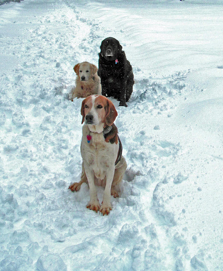 Dog Photograph - Waiting for the Snowball by Elisia Cosentino