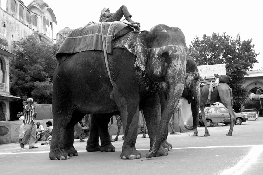 Elephant Photograph - Waiting for their turn by Karan Anand Elephant Photograph - Waiting for their turn by Karan Anand