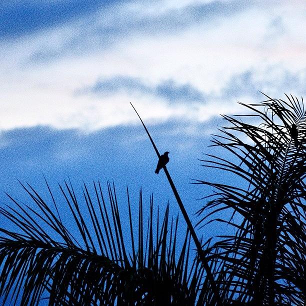 Nature Photograph - Waiting #magpie #palm #grainy #film by Zaqqy J