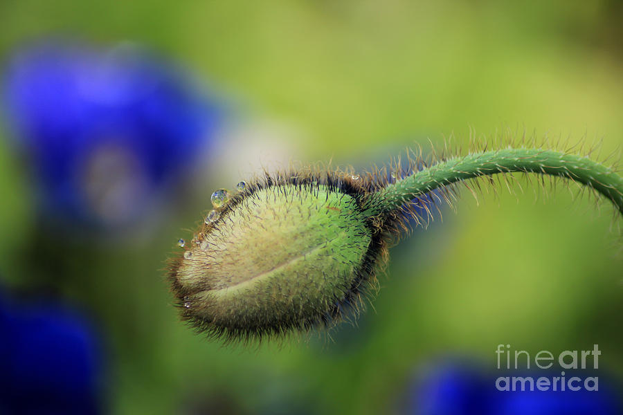 Waiting to Bloom Photograph by Darren Fisher Fine Art America