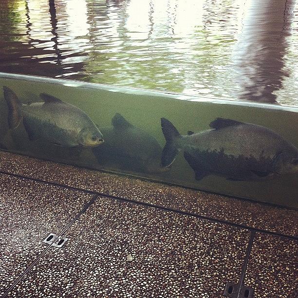 Fish Photograph - Waiting To See My Dad And Saw These by Dorcas Pang