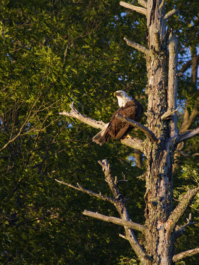 Eagle Photograph - Waiting Watching by Dan Wells