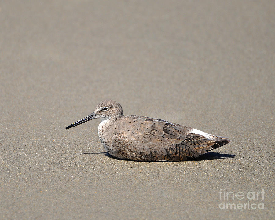 Waiting Willet Photograph by Al Powell Photography USA