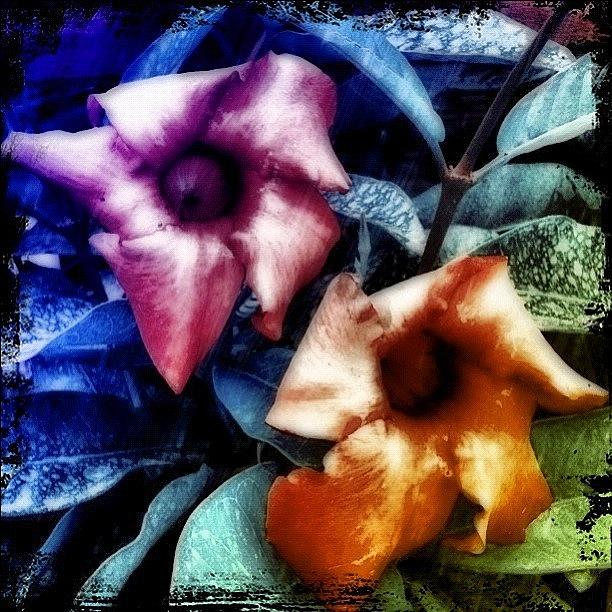 Flower Photograph - wake Up Little Eyes Inspired by Carrie Mroczkowski