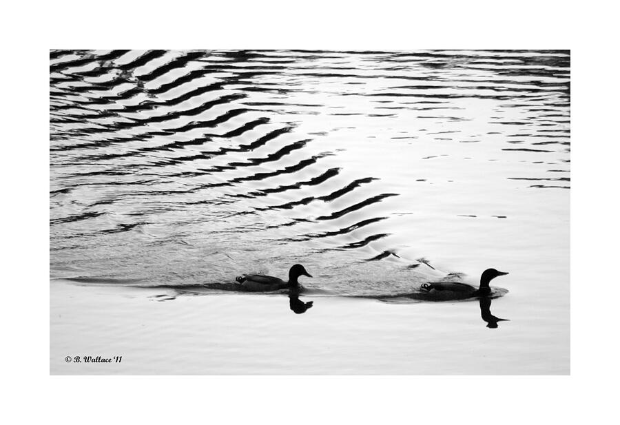 Waking Ducks Photograph by Brian Wallace