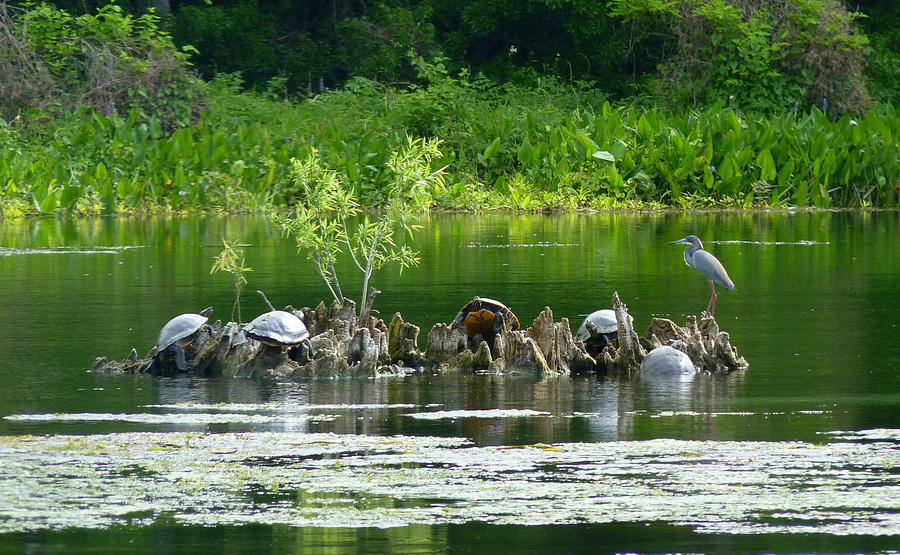 Wakulla Springs Wildlife Photograph by Carla Parris
