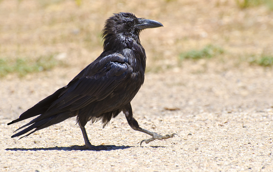 Walk Like a Raven Photograph by Loree Johnson