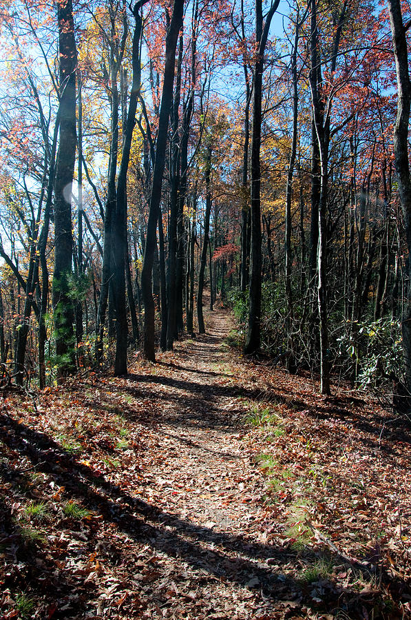 Tree Photograph - Walk the Trail  by Sabrina Hall