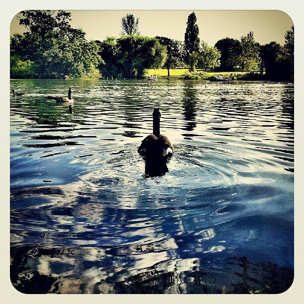 Summer Photograph - Walked Away :/ #duck #river #summer by K H   U   R   A   M