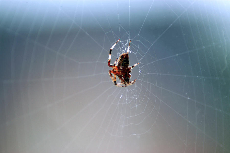 Walkin In A Spider Web Photograph by LeeAnn McLaneGoetz McLaneGoetzStudioLLCcom