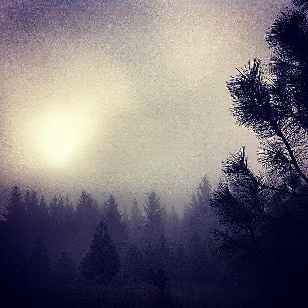 Portland Photograph - Walking Amongst A Foggy Forest Trail by Karen Clarke
