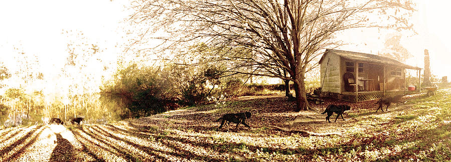 Panorama Photograph - Walking Dog by Robert Hawkins
