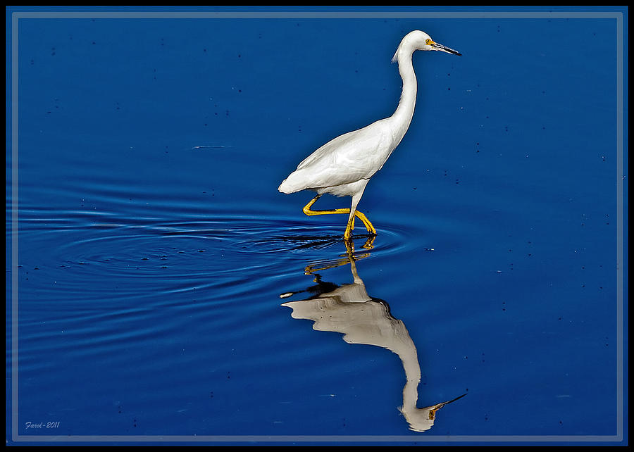Walking Egret Photograph by Farol Tomson