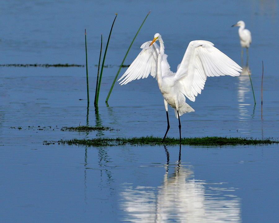 Walking in the Wetlands Photograph by Bill Dodsworth