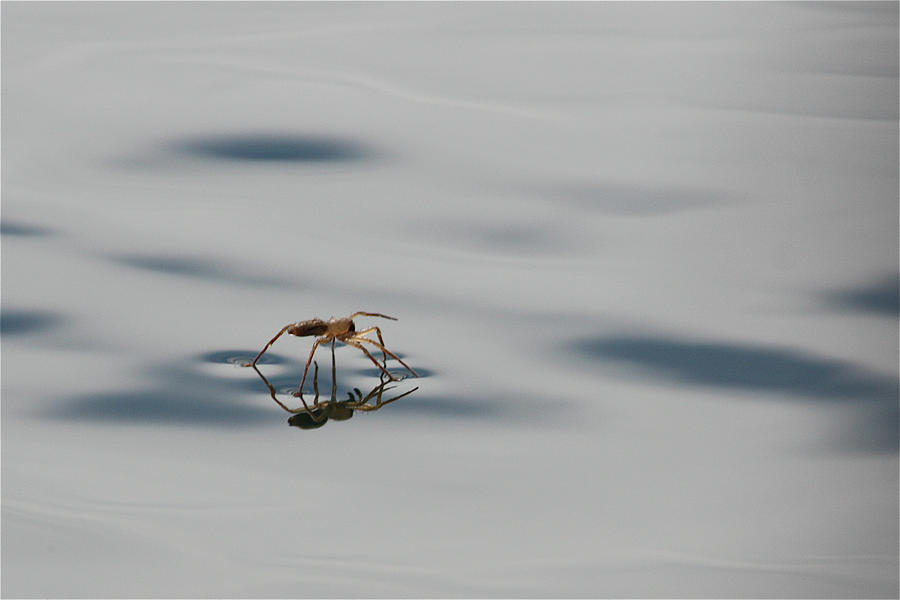 Walking On Water Photograph by Cathie Douglas
