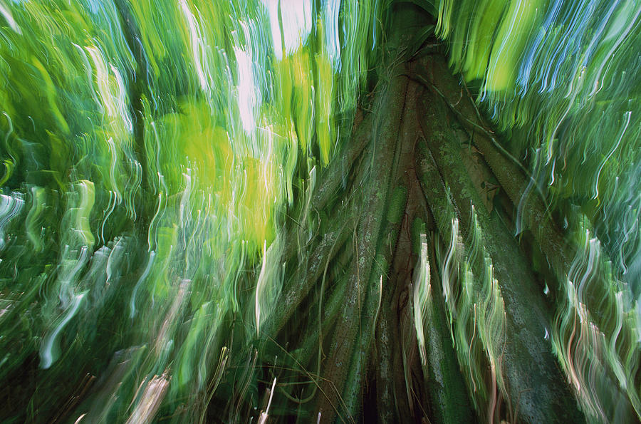 Walking Palm Socratea Exorrhiza Showing Photograph by Christian Ziegler