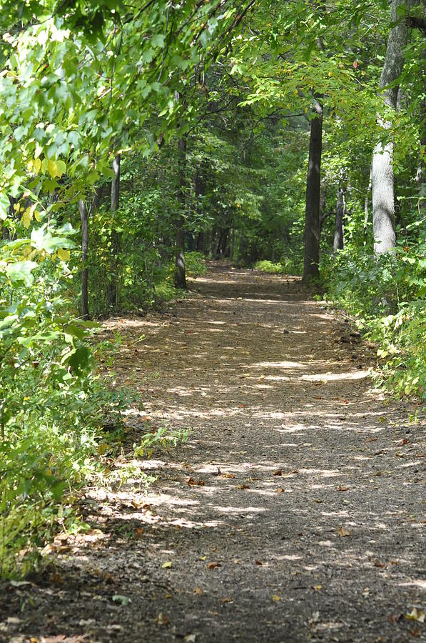 Walking Path In The Woods Photograph by Donna Boyer - Fine Art America