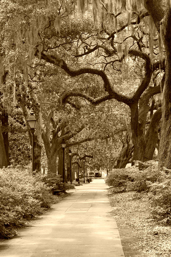 Walking Through the Park in sepia Photograph by Suzanne Gaff