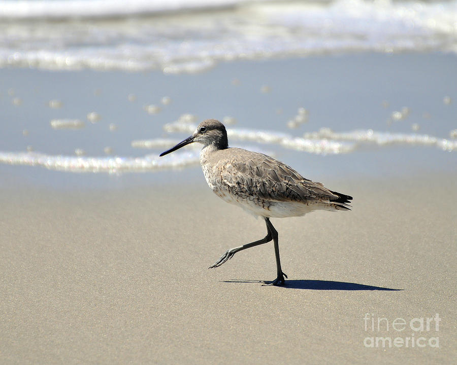 Willet Photograph - Walking Willet by Al Powell Photography USA