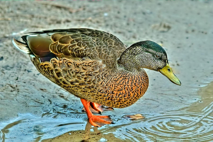Duck Photograph - Walks With Orange Feet by Joetta West