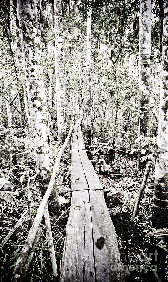 Walkway into the Amazon Photograph by Darcy Michaelchuk