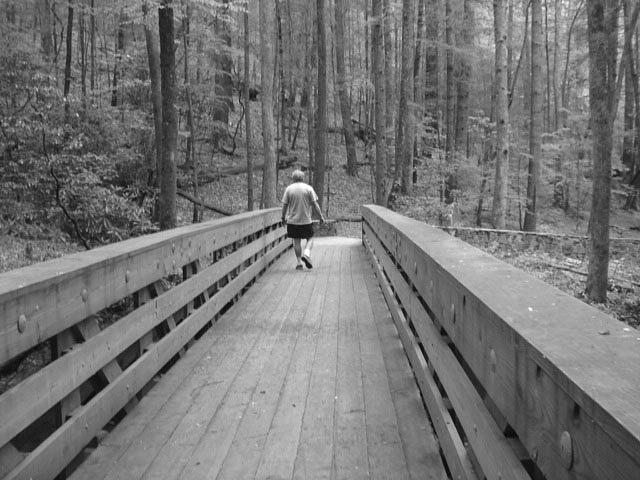 Walkway Through the Forest Photograph by Val Oconnor