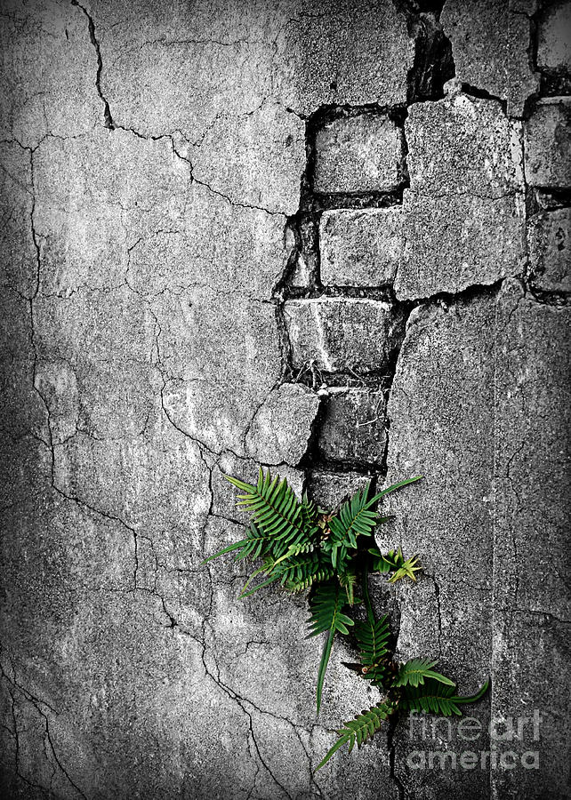 Wall Ferns Photograph by Perry Webster