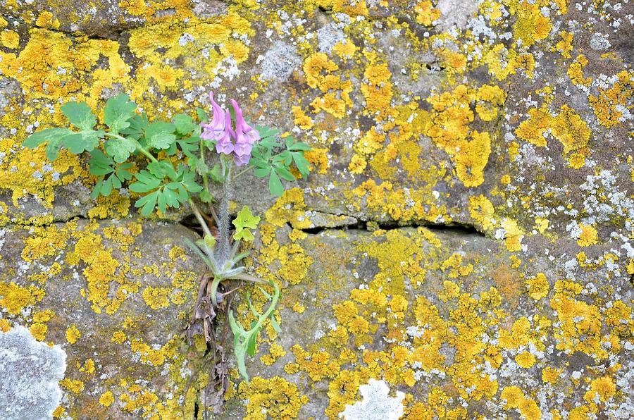 Wall Flower Photograph by Catherine Murton