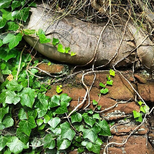 Wall, Ivy And Tree Root At Thurstaston Photograph by Graham King