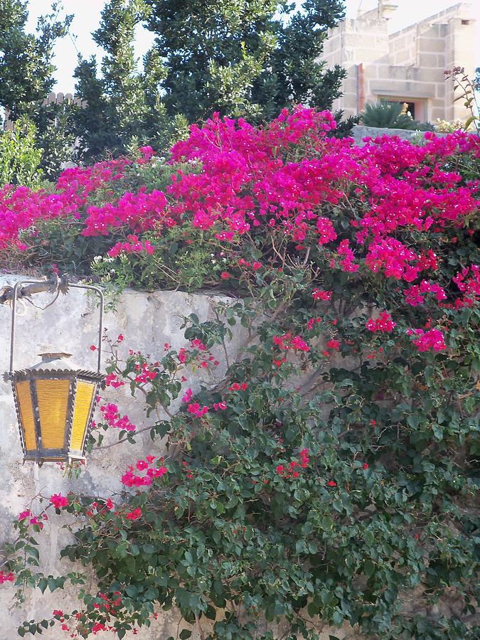 Wall of Flowers in Malta Photograph by Sandy Collier