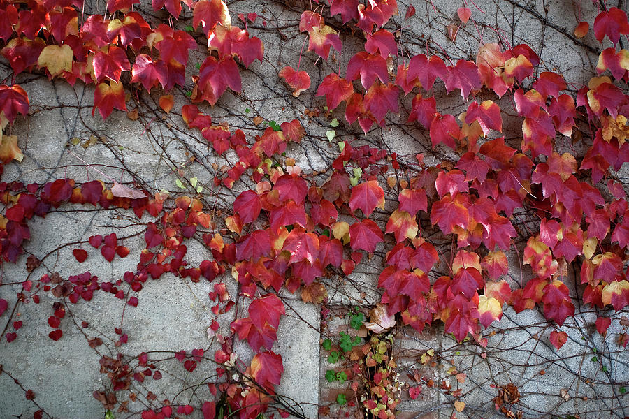 Wall of Red Leaves Photograph by Lorraine Devon Wilke
