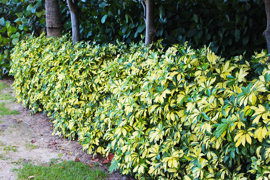Bushes Photograph - Wall of Shrubbery  by Zahid Mian
