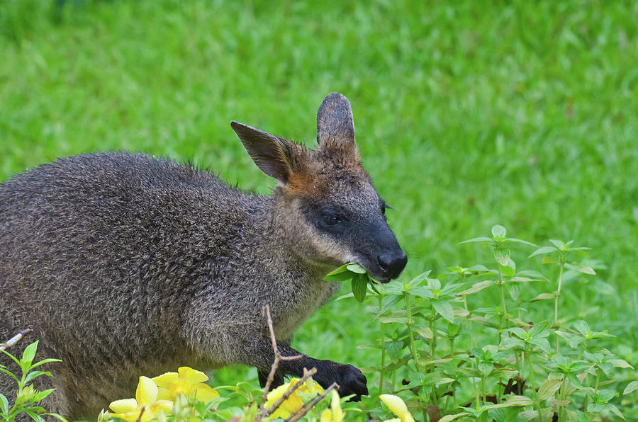 Wallaby Photograph by Harry Strharsky