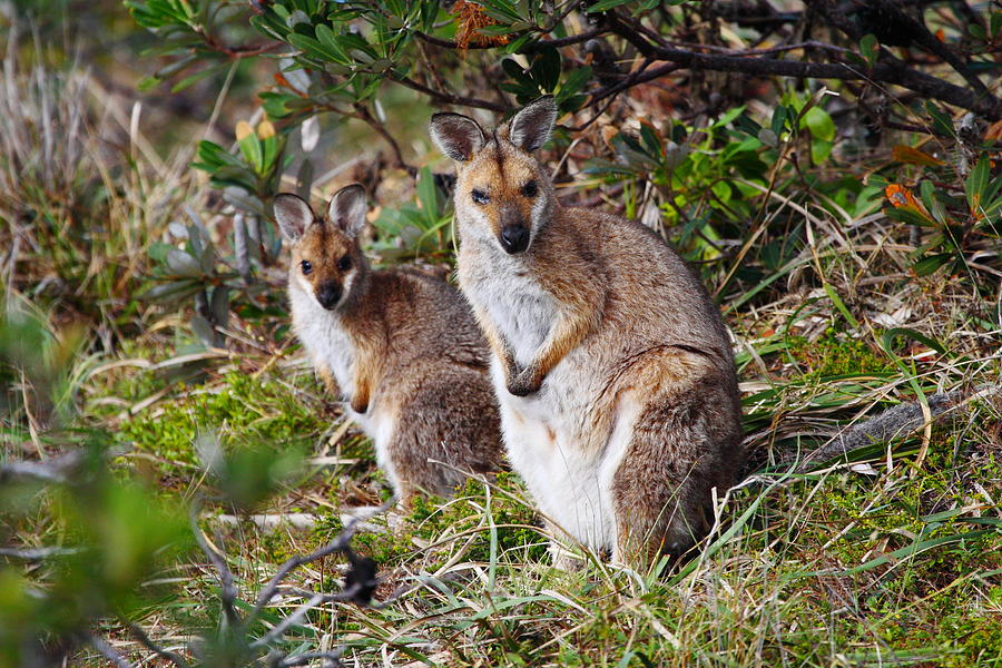 Nature Photograph - Wallaby pair by Andrew McInnes