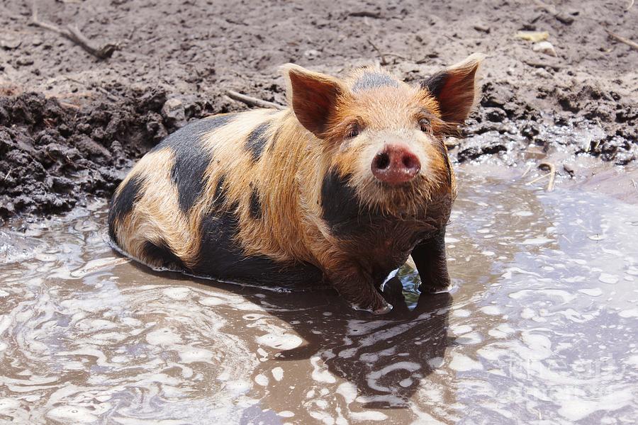 Pig Photograph - Wallow by Lynda Dawson-Youngclaus