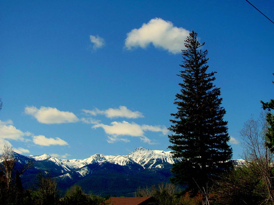 Mountain Photograph - Wallowa Mountains with Tree by Amy Bradley