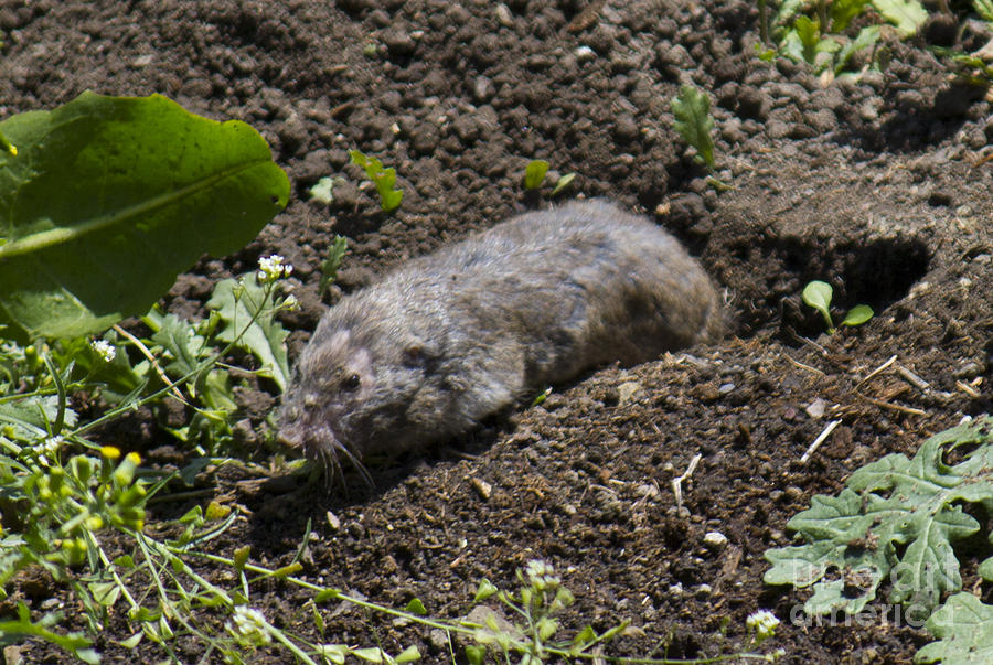 Walmer the Pocket Gopher Photograph by Donna L Munro