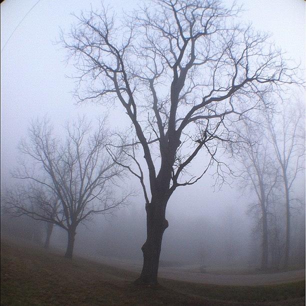 Walnut Tree On A Very Foggy Morning Photograph by Jennifer K