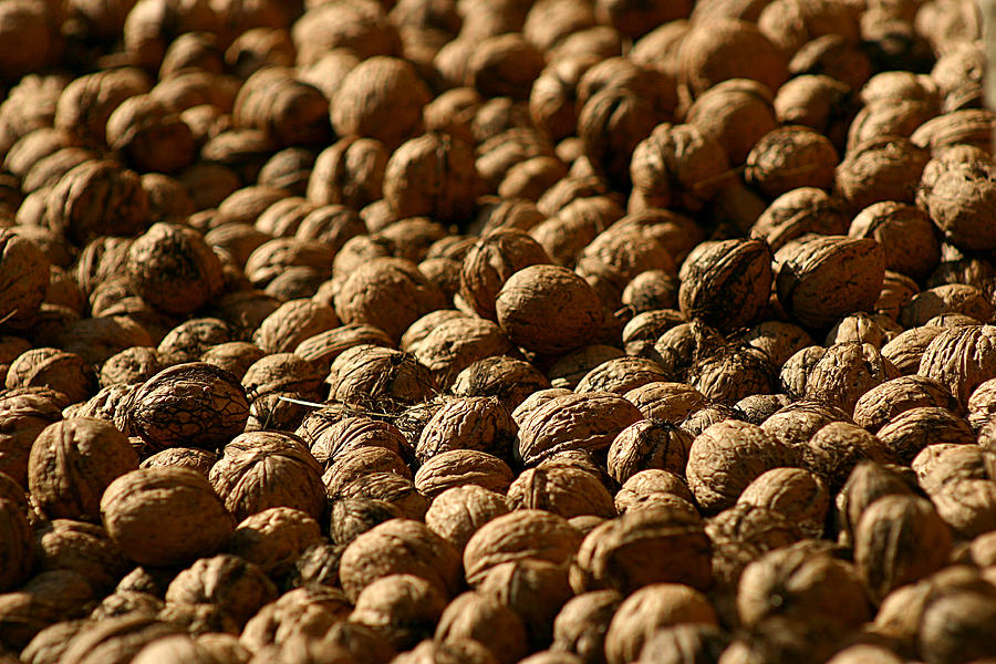 Walnuts Photograph by Emanuel Tanjala
