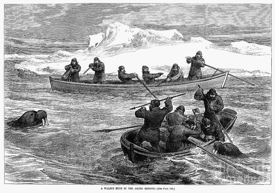 Walrus Hunt, 1877 Photograph by Granger