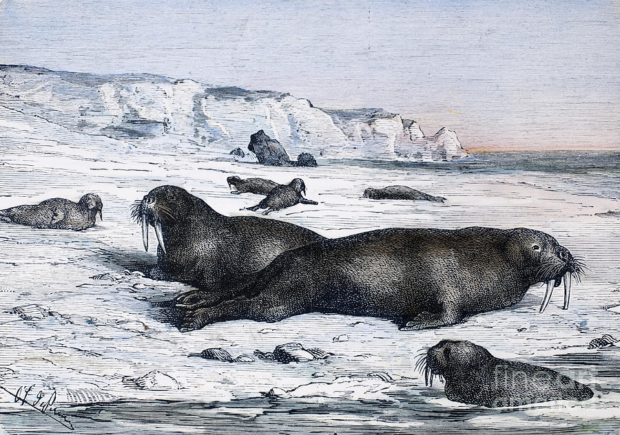 Winter Photograph - Walruses On Ice Field by Granger