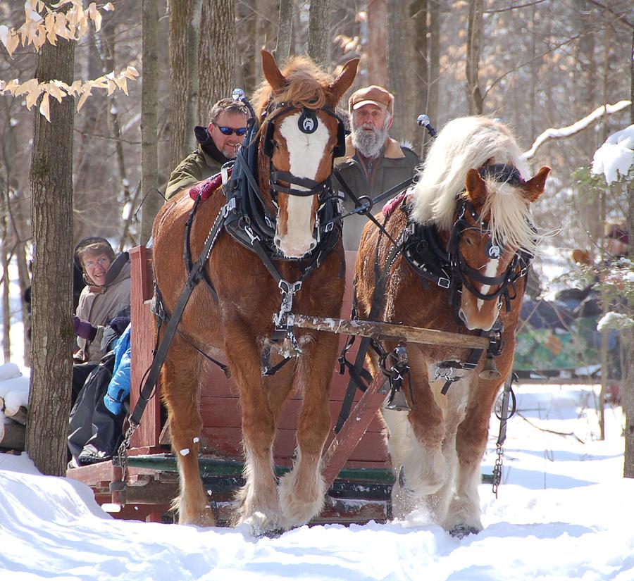 Walters Sleigh Ride Photograph by Valerie Kirkwood