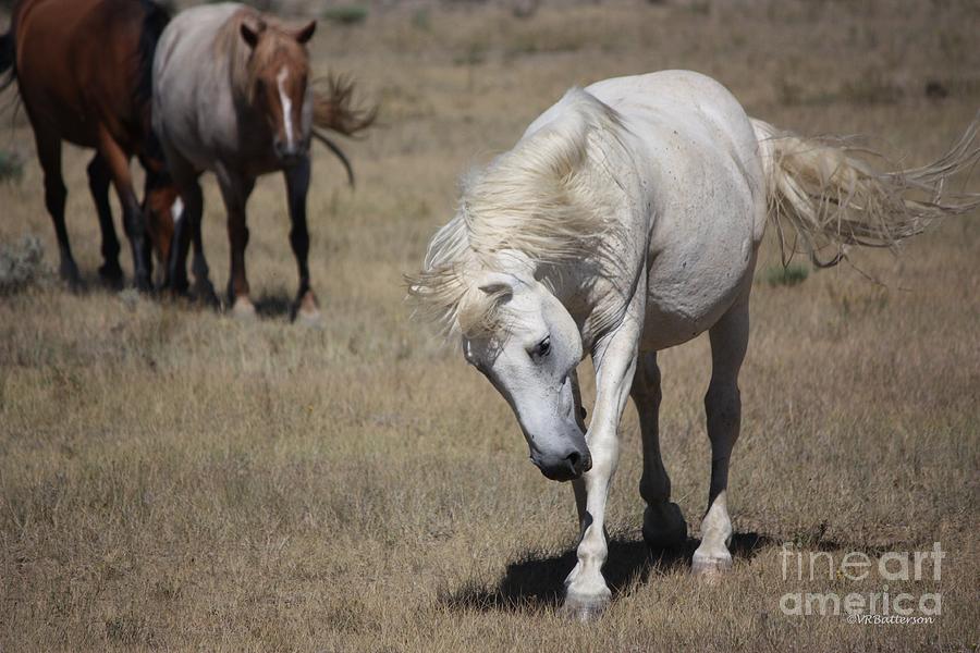 Wanderer - Monero Mustangs Sanctuary Photograph by Veronica Batterson