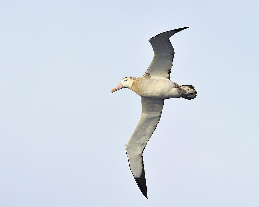 Wandering Albatross Photograph by Tony Beck