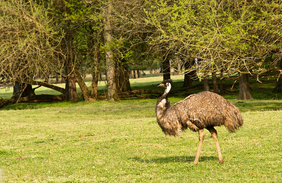 Emu Photograph - Wandering Emu 1 by Douglas Barnett