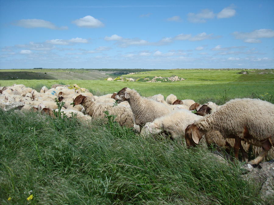 wandering flock