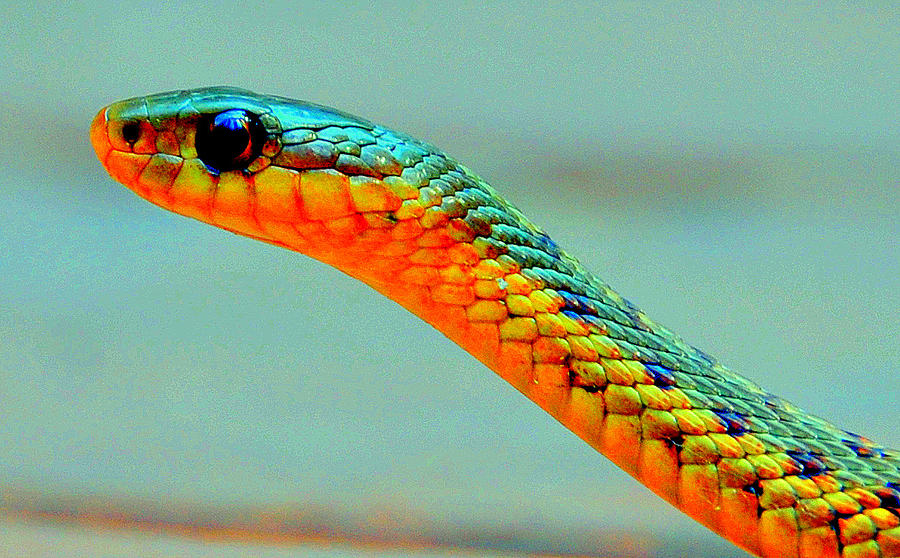 Wandering Garter Snake Of Yellowstone Digital Art by Aron Chervin